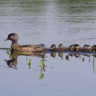 Wood Duck family